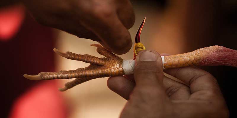 Các chiến thuật giúp bạn đại thắng